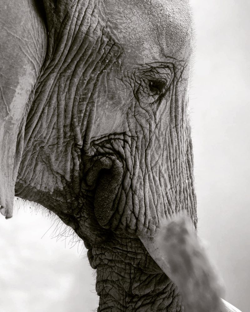 © Gabriela Zoldova - Wisdom