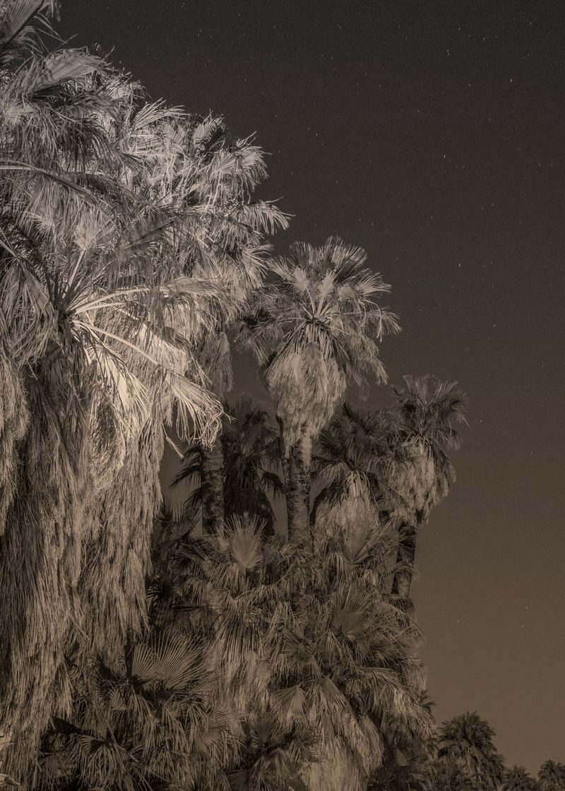 © Zoe Childerley - Image from the Dinosaur Dust photography project