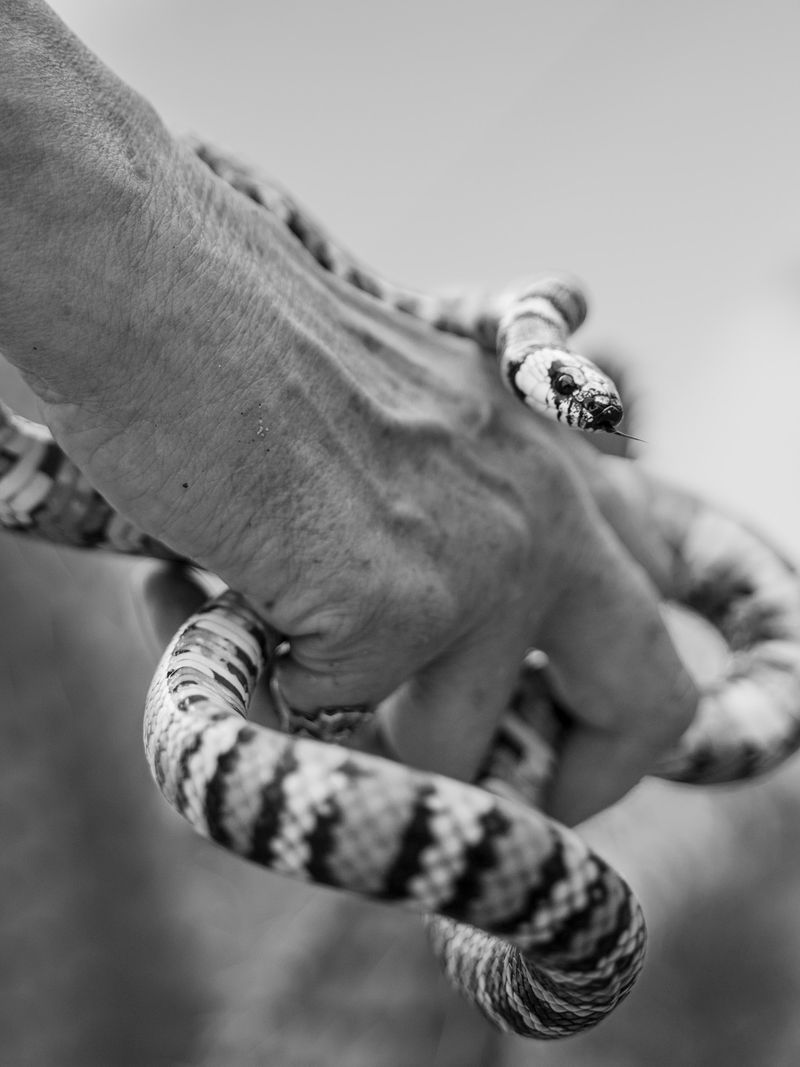 © Zoe Childerley - Image from the Dinosaur Dust photography project