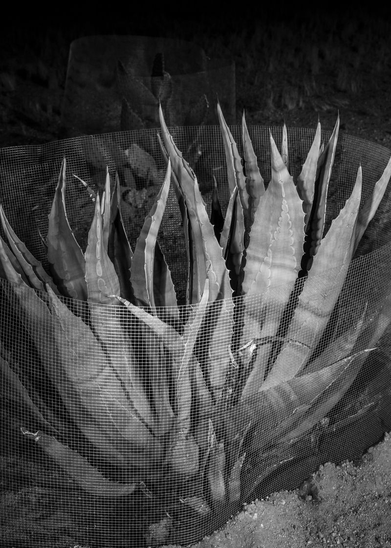 © Zoe Childerley - Image from the Dinosaur Dust photography project