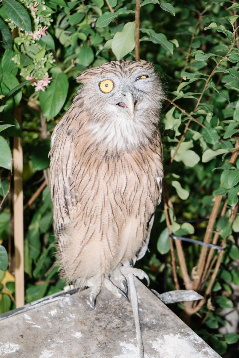 © Simone Sapienza - A owl on sale on the streets of HCMC.