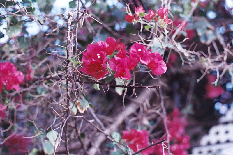© Ojos Nebulosos - EL JARDÍN DE DOÑA ELENA, 2017