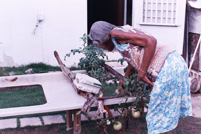 © Ojos Nebulosos - EL JARDÍN DE DOÑA ELENA, 2017