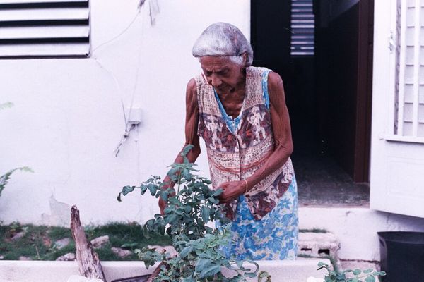 © Ojos Nebulosos - EL JARDÍN DE DOÑA ELENA, 2017