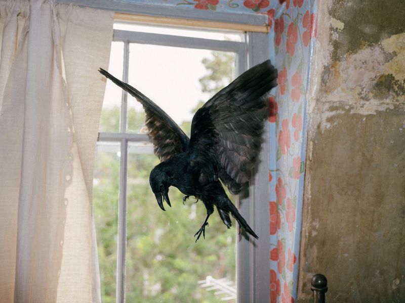 © Fotómetro - "Hope" is the thing with feathers.