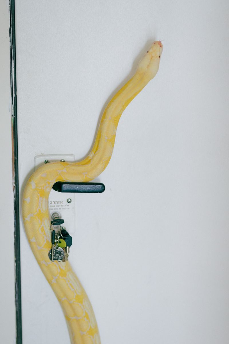 © Fotómetro - Untitled