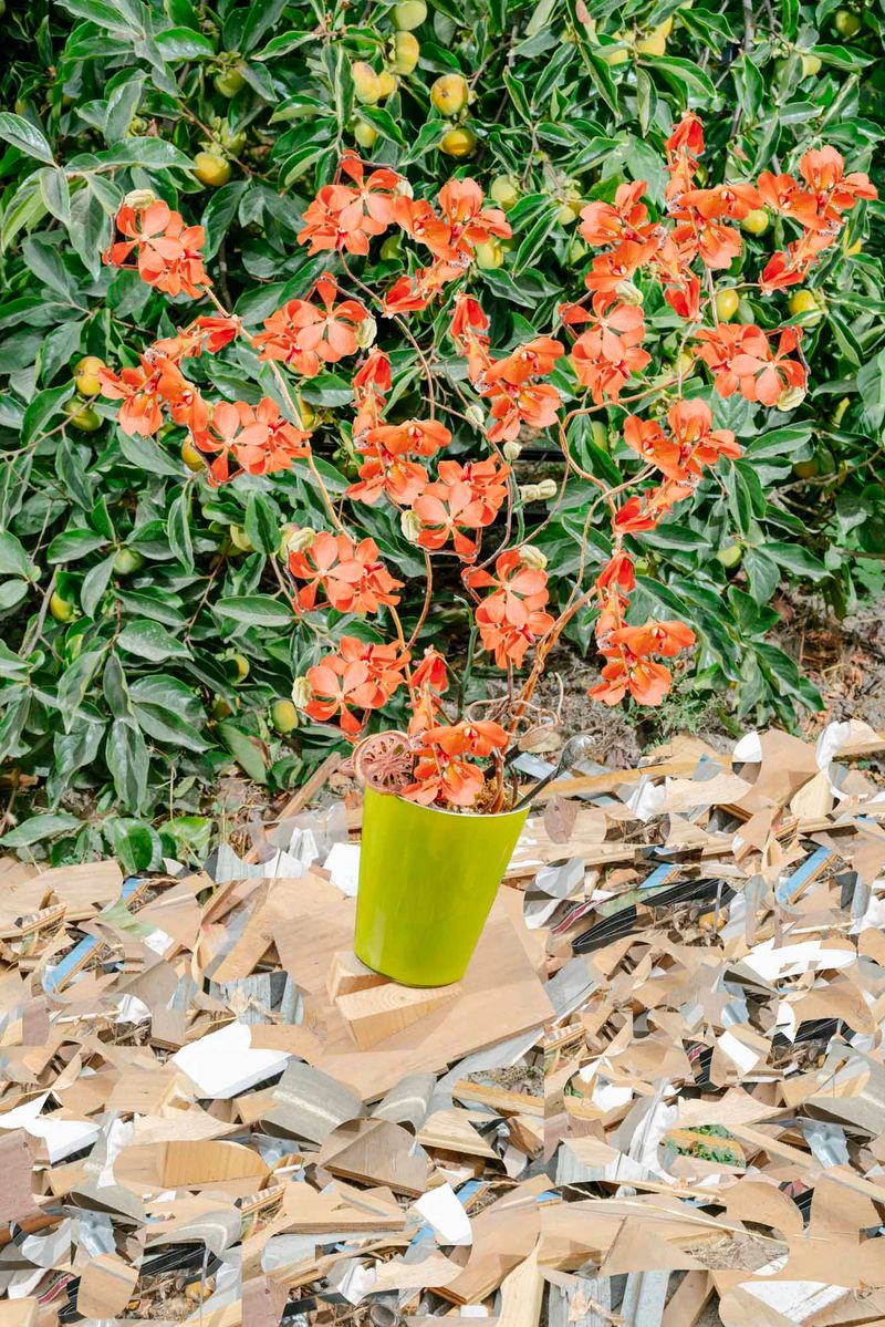 © Anton Kuehnhackl - Image from the A "Thing" Like You and Me. photography project