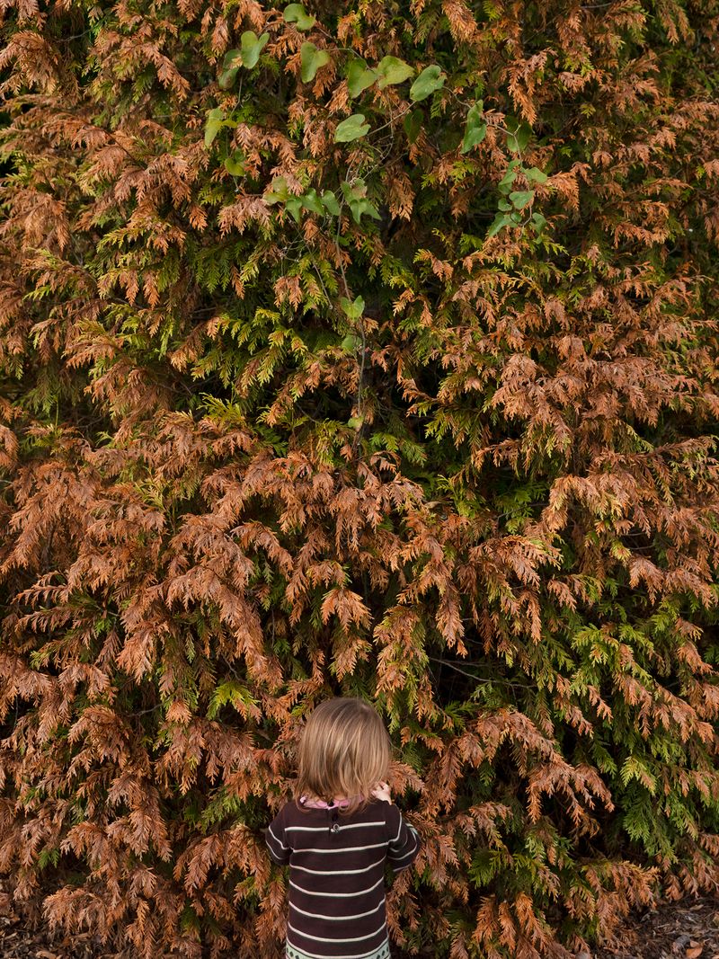 © Allison Grant - Winter Burn