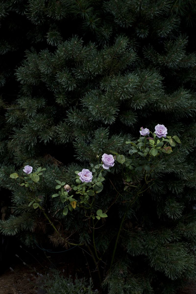 © Allison Grant - Roses, 2018