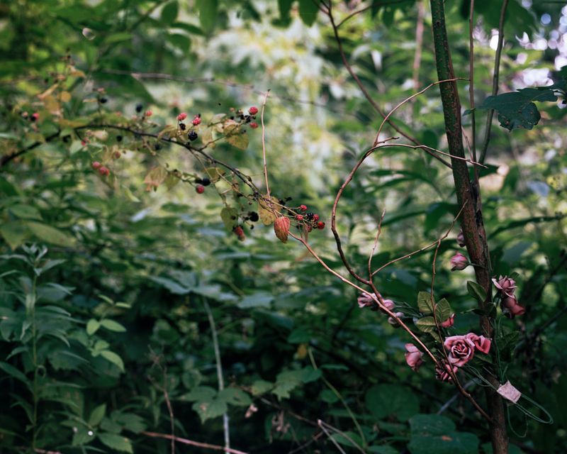 © Allison Grant - Fake Roses, 2017