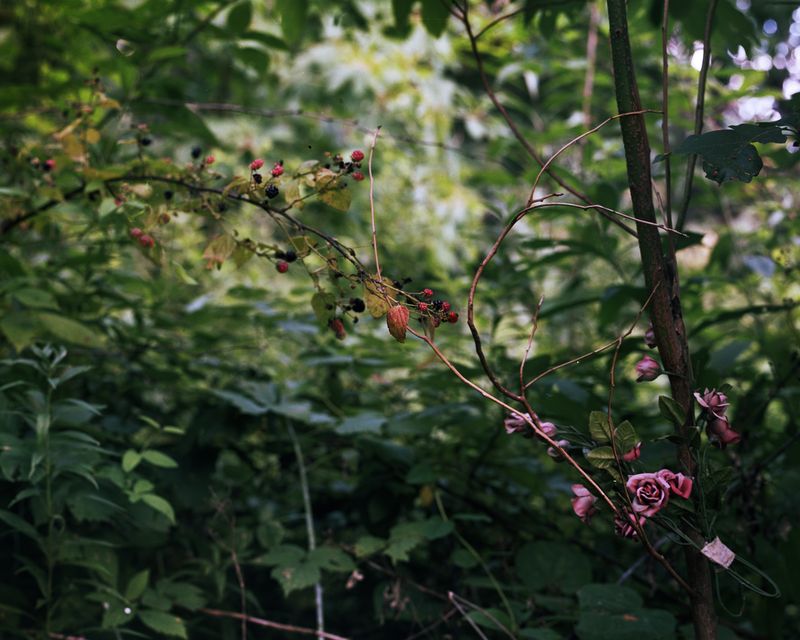 © Allison Grant - Fake Roses, 2017