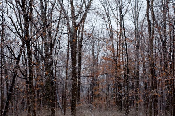 © Allison Grant - Woods, 2018