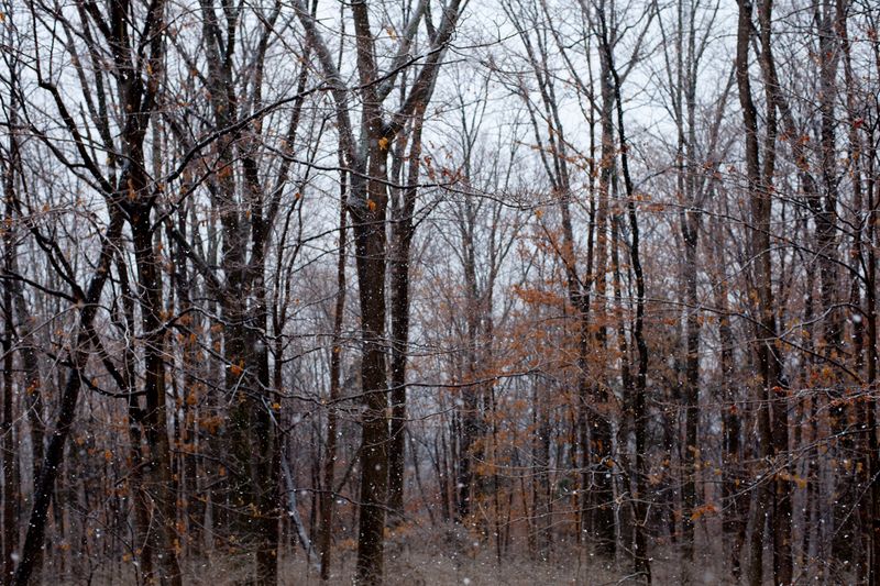 © Allison Grant - Woods, 2018