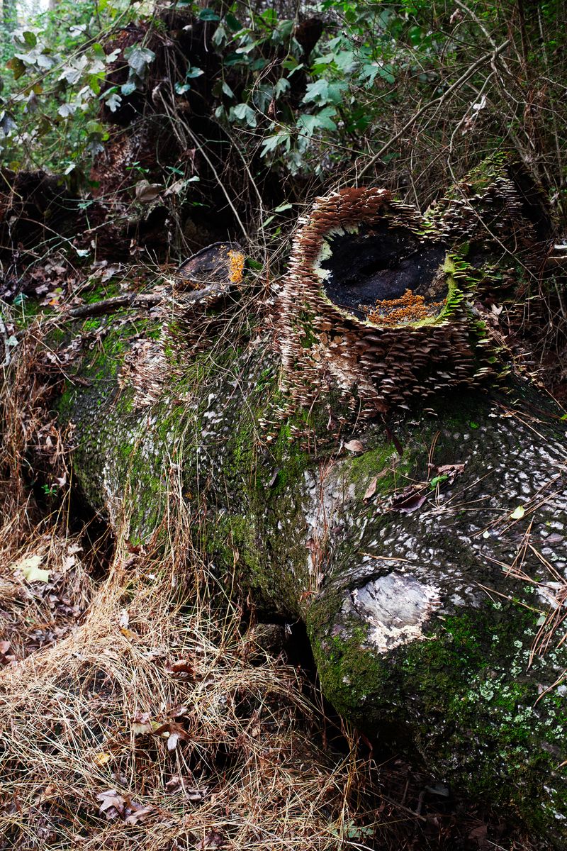 © Allison Grant - Dead Tree, 2019