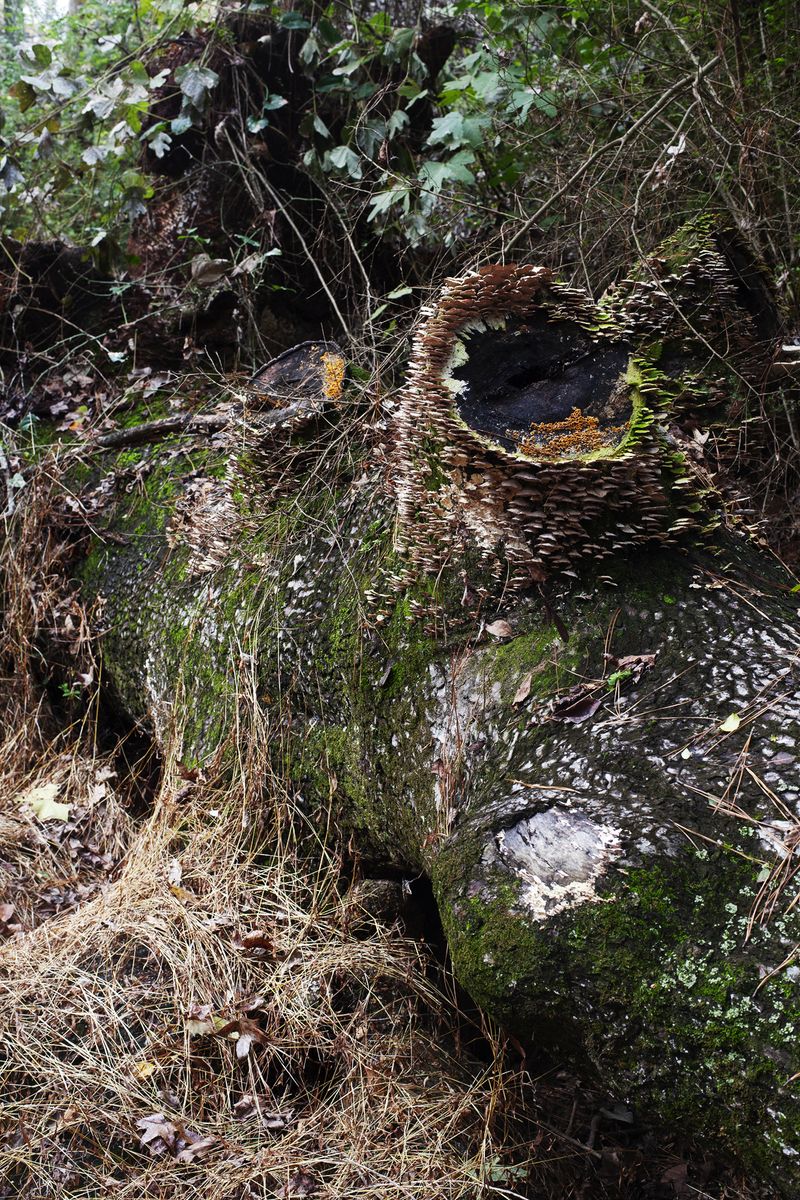 © Allison Grant - Dead Tree, 2019