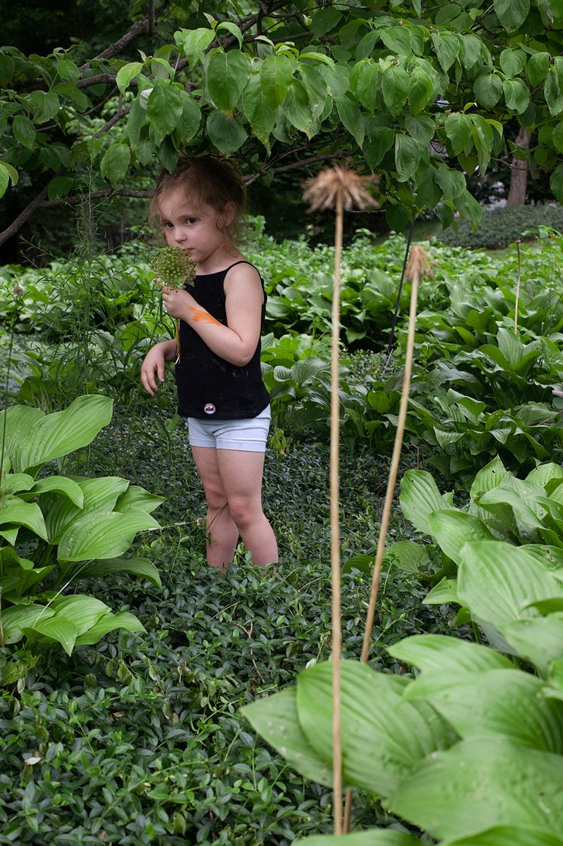 © Allison Grant - Garden Flowers