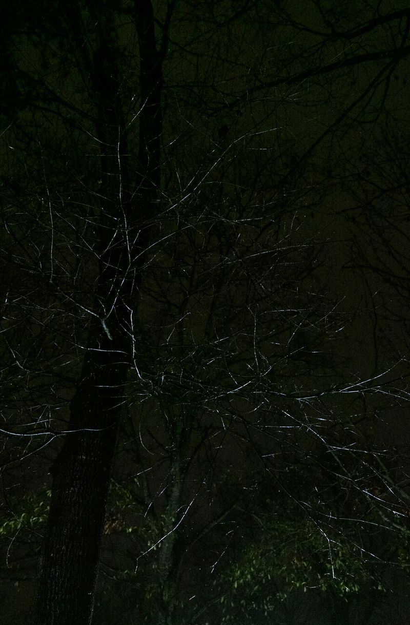 © Allison Grant - Night Tree