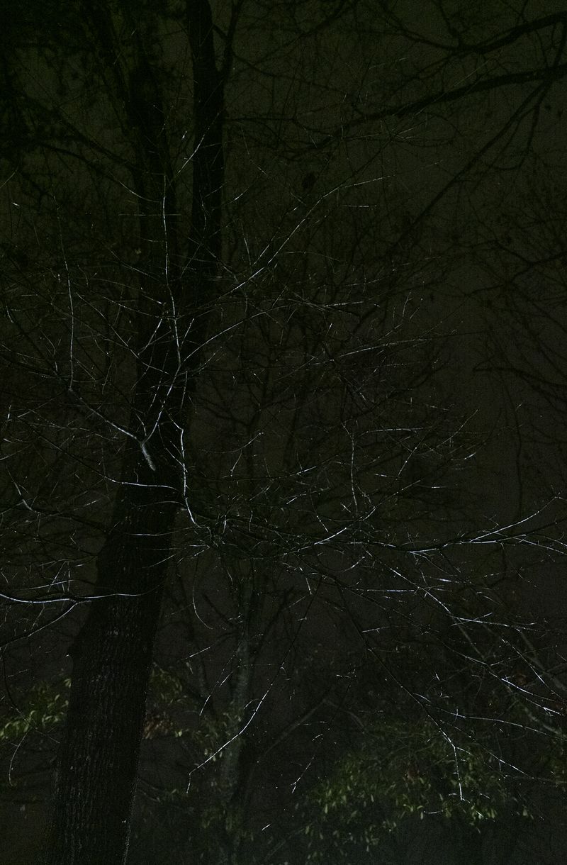 © Allison Grant - Night Tree