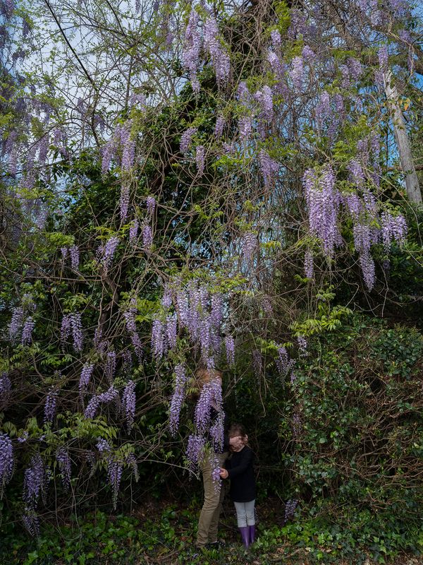 © Allison Grant - In the Vines