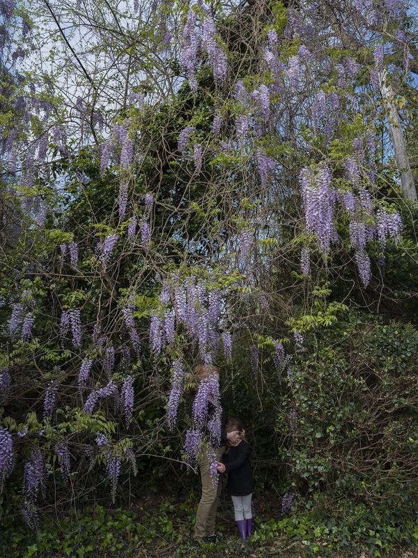 © Allison Grant - In the Vines