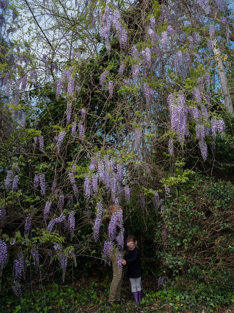 © Allison Grant - In the Vines