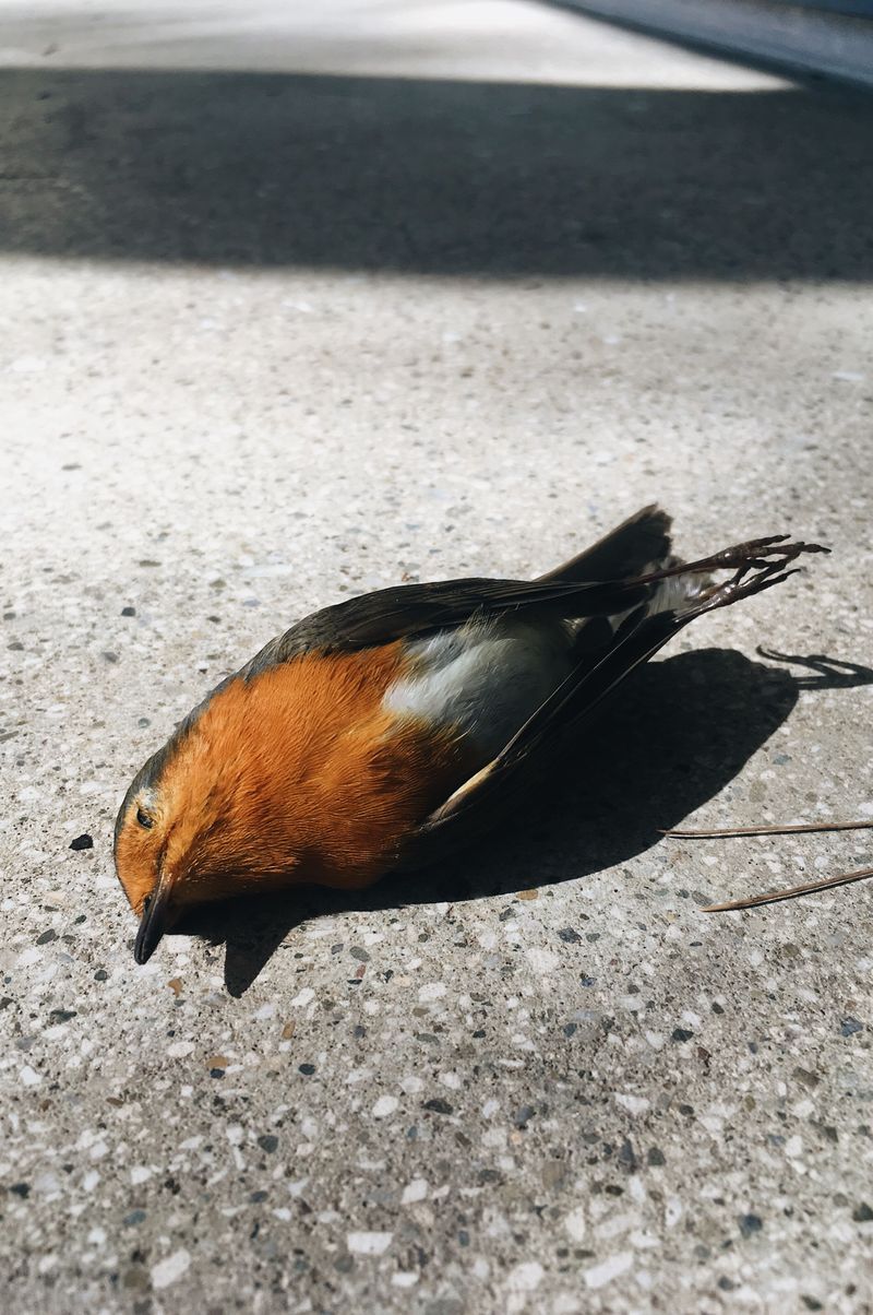 © Pasquale Fanelli - Image from the Siamo dei photography project