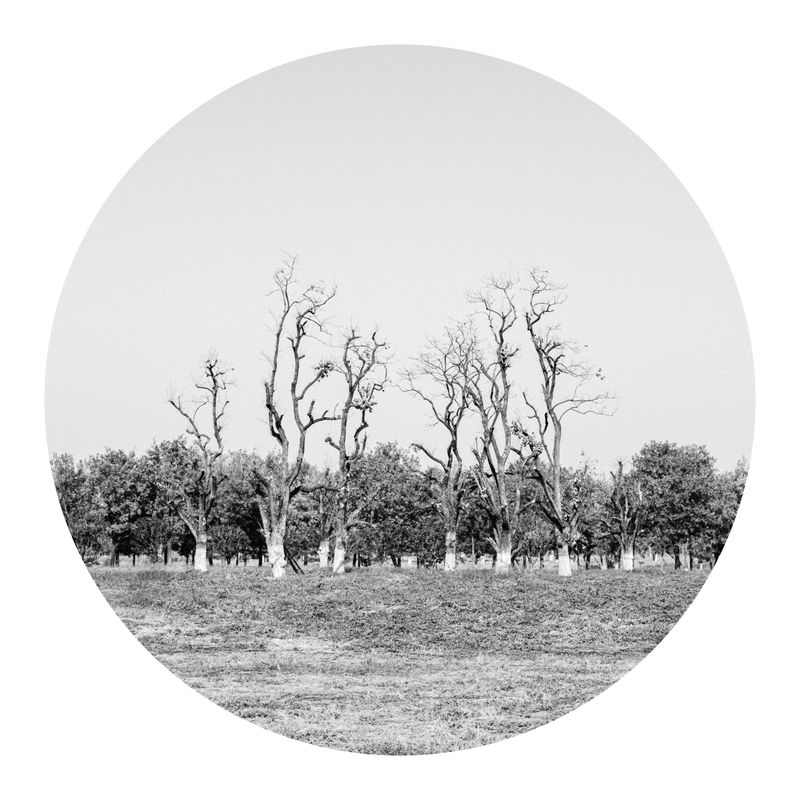 © Tianhu Yuan - Some trees on the ruins of palace.