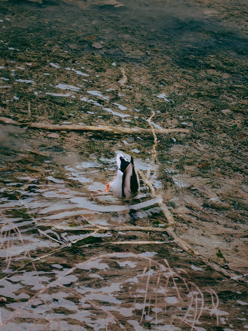 © Tianhu Yuan - Image from the The Staged Wilderness photography project