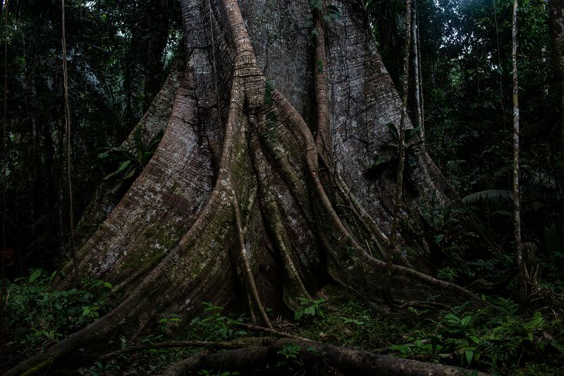 © Alejandro Olivares - Image from the THE RUDIMENTS OF PARADISE photography project