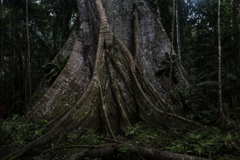 © Alejandro Olivares - Image from the THE RUDIMENTS OF PARADISE photography project