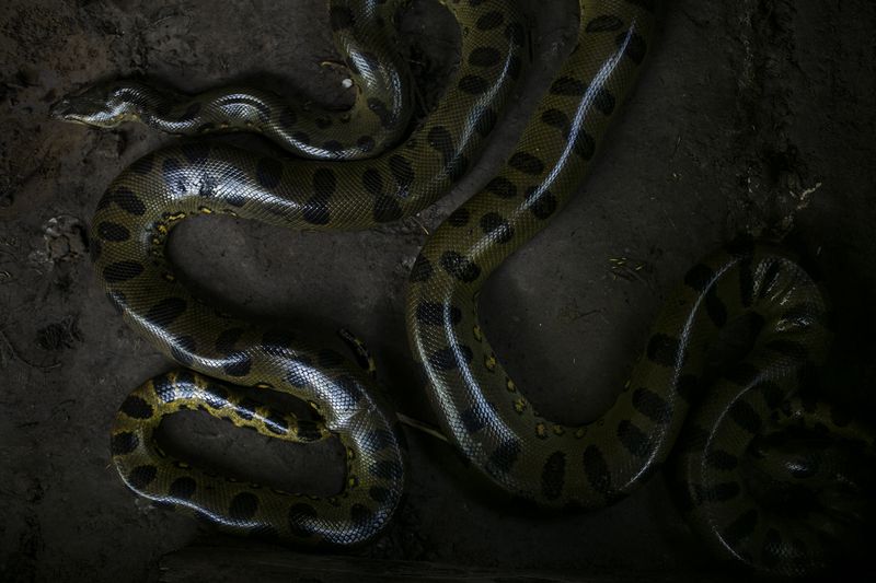 © Alejandro Olivares - Image from the THE RUDIMENTS OF PARADISE photography project