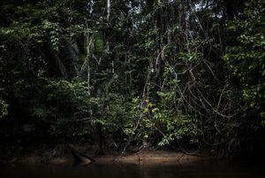 THE RUDIMENTS OF PARADISE