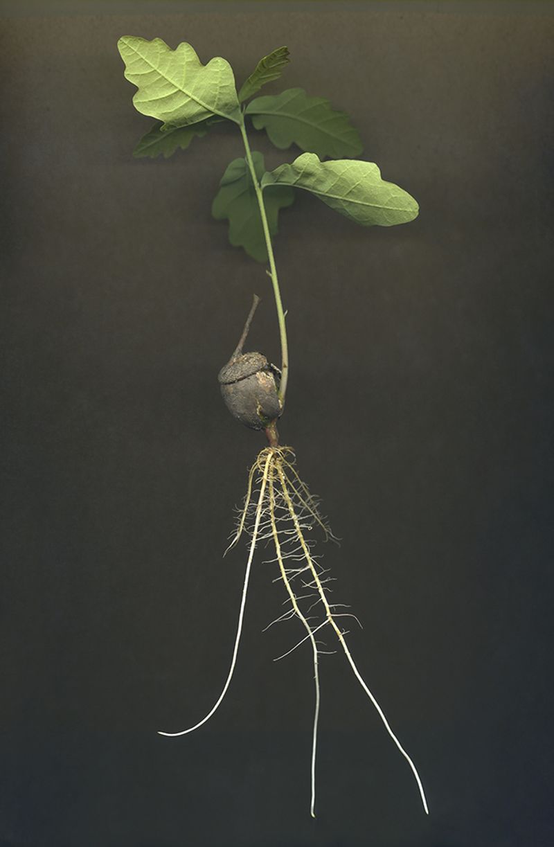 © Clare Hewitt