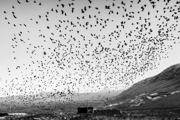 © Murat Yazar