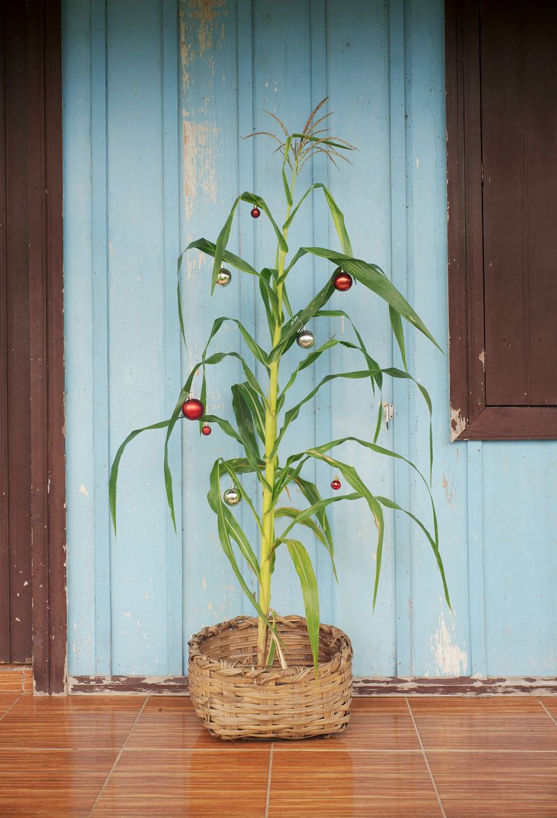 Image from a project on PhMuseum