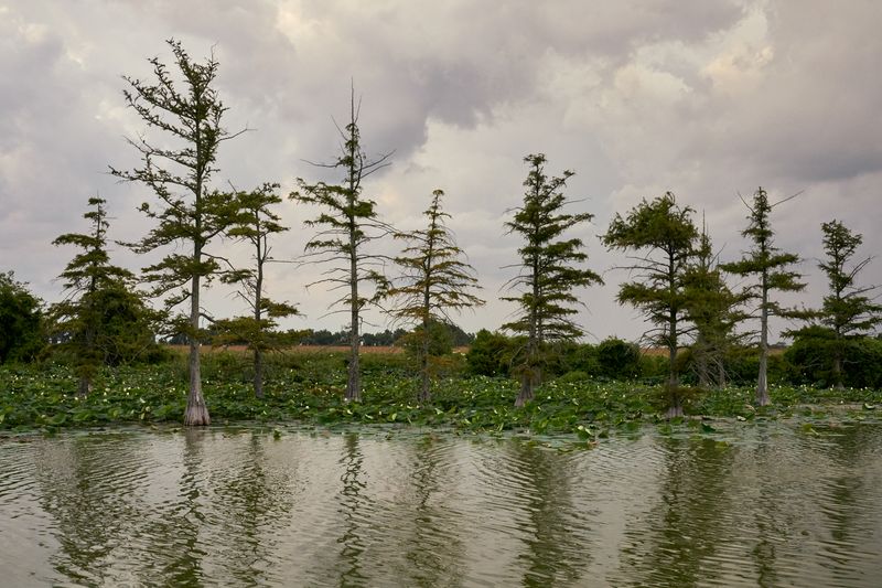 © Bob Newman - Bayou