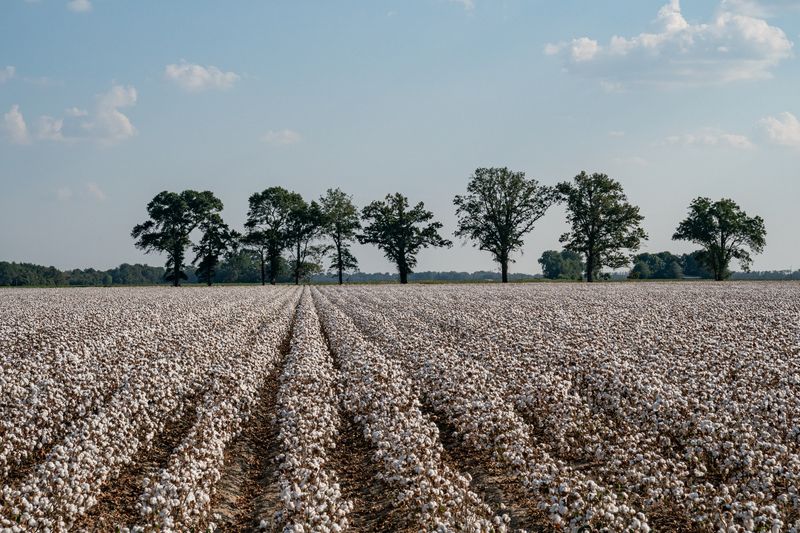 © Bob Newman - Cotton Rows