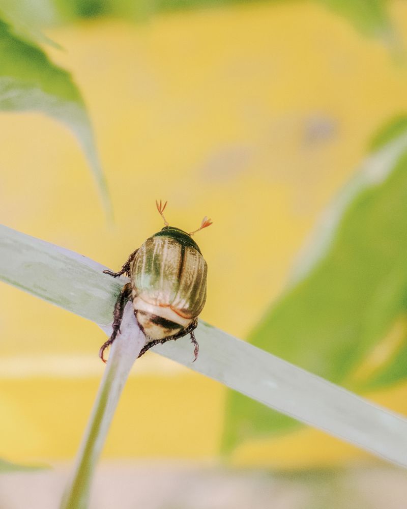 © Ariana Zukowski - Golden metamorphosis