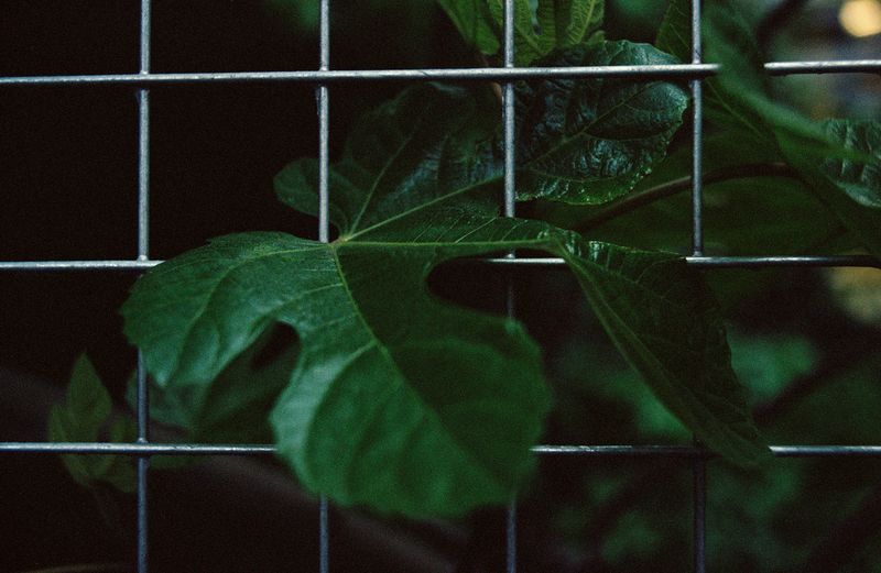 © Jana Koelmel - Gatekeeper, 2014