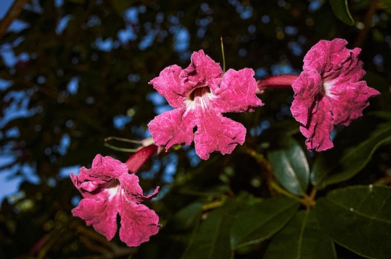 © Desmond Centro - Image from the MAHALO FOR EVERYTHING photography project