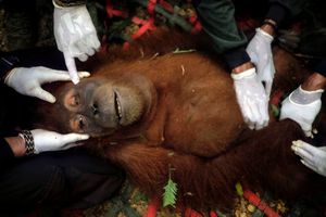 Saving Orangutans