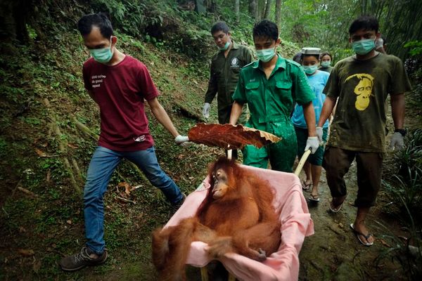 © Alain Schroeder - Image from the Saving Orangutans photography project