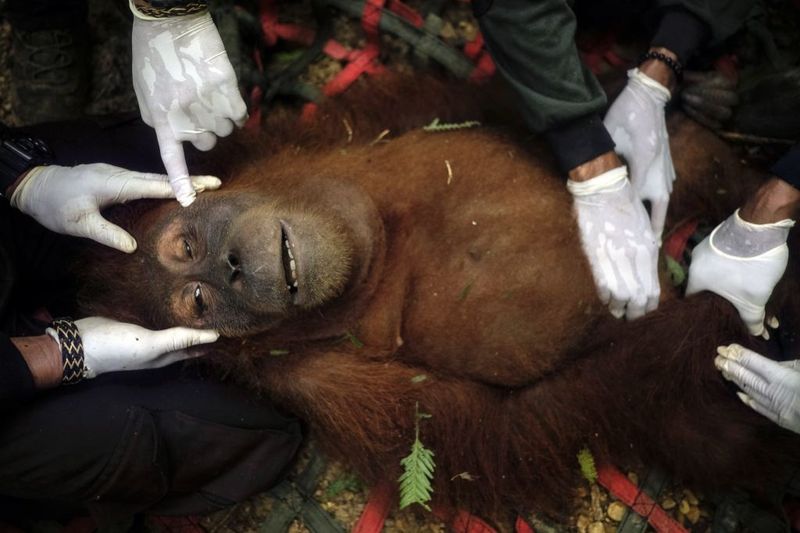© Alain Schroeder - Image from the Saving Orangutans photography project