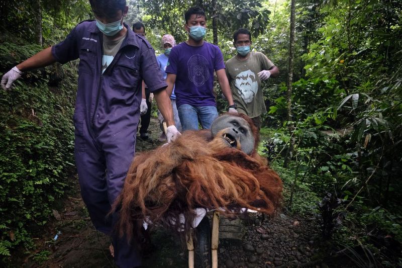 © Alain Schroeder - Image from the Saving Orangutans photography project