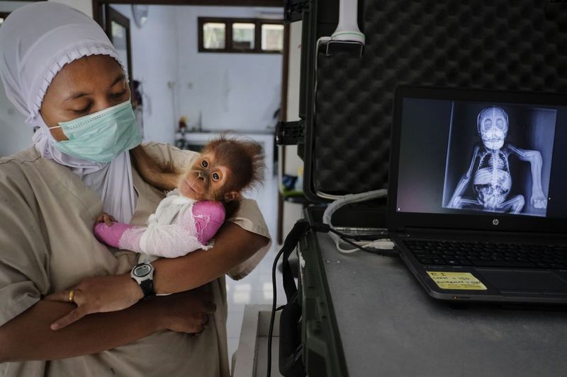 © Alain Schroeder - Image from the Saving Orangutans photography project