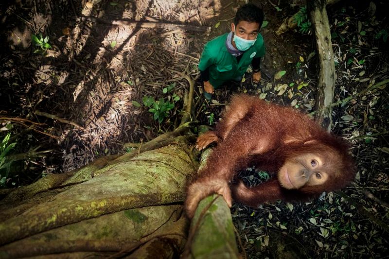 © Alain Schroeder - Image from the Saving Orangutans photography project