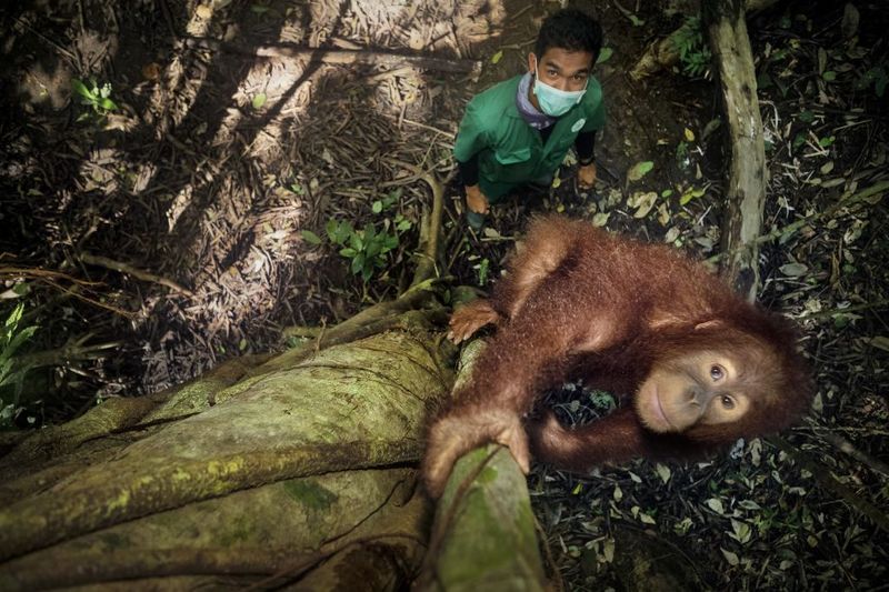 © Alain Schroeder - Image from the Saving Orangutans photography project