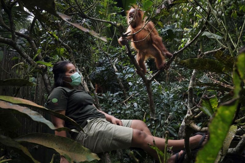 © Alain Schroeder - Image from the Saving Orangutans photography project