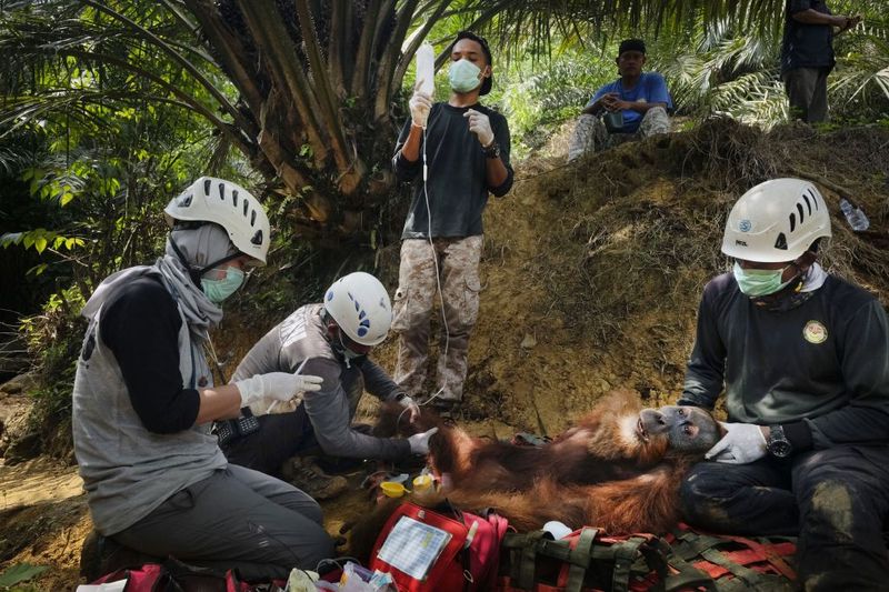 © Alain Schroeder - Image from the Saving Orangutans photography project