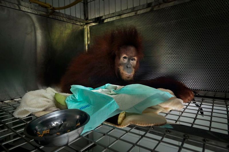 © Alain Schroeder - Image from the Saving Orangutans photography project